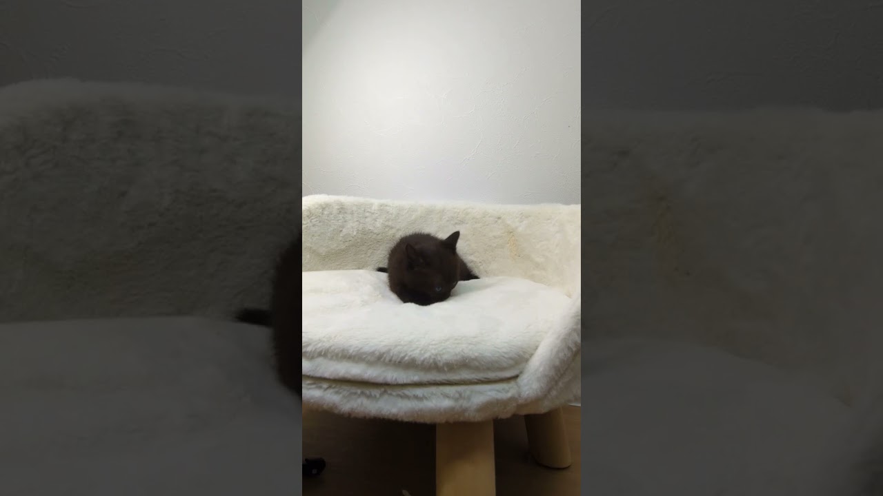 ボンベイ ブラックの男の子✨