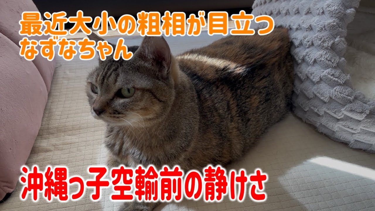 【来週沖縄っ子空輸決定】嵐の前のまったり園長宅