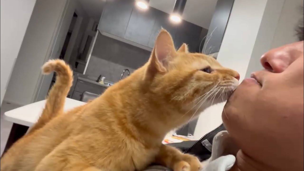 超ママっ子の猫がパパに2週間お世話されたらこうなりました