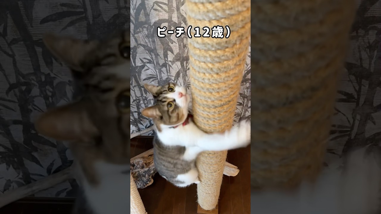 DIYでキャットタワー作ったら…シニア猫ピーチ🐱バリバリ登ってドヤ顔披露してくれました笑✨　#shorts