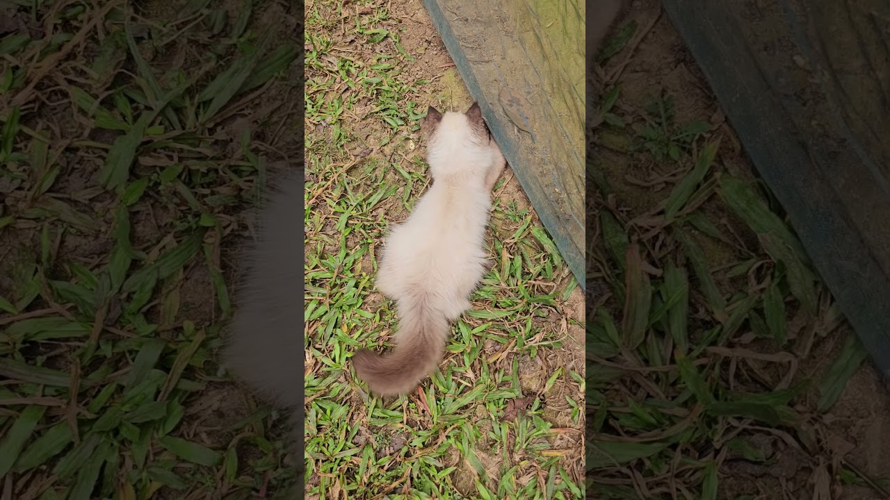 眠るシャム猫が天使みたい！