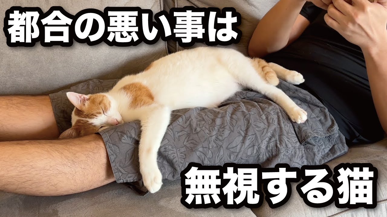 【甘えんぼ猫】かまって犯行がひどい…詰めると無視をする確信犯の猫がコチラ