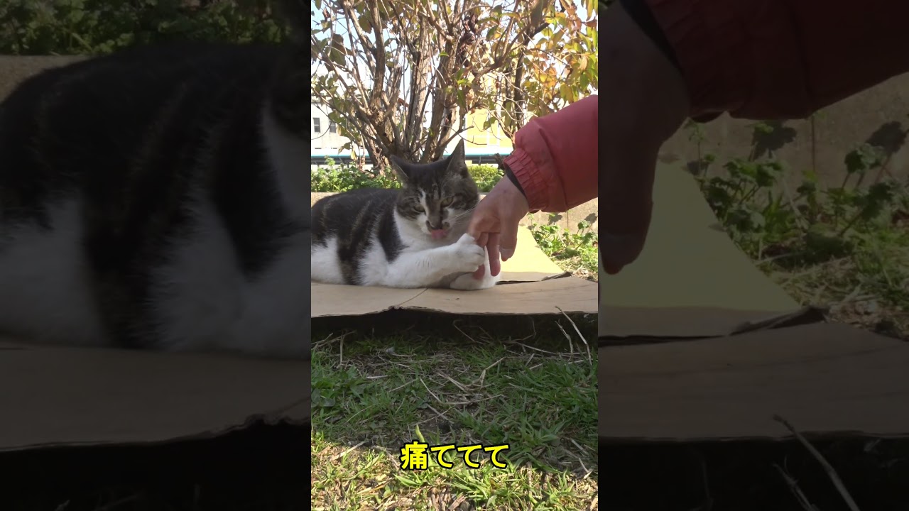 野良猫にお手を教えた！これって出来てるの？😅😻　I taught a stray cat to play hands!😅😻　#shorts #cat #保護猫 #野良猫 #ネコ