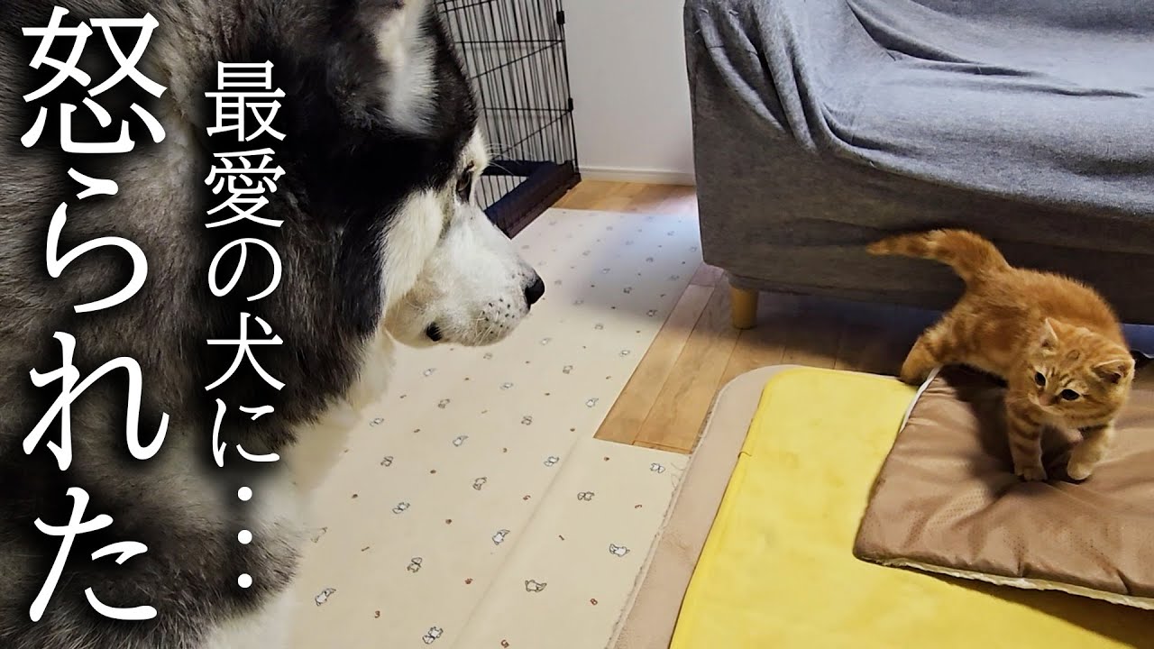 初めてハスキー犬に怒られた子猫はこうなっちゃいました...