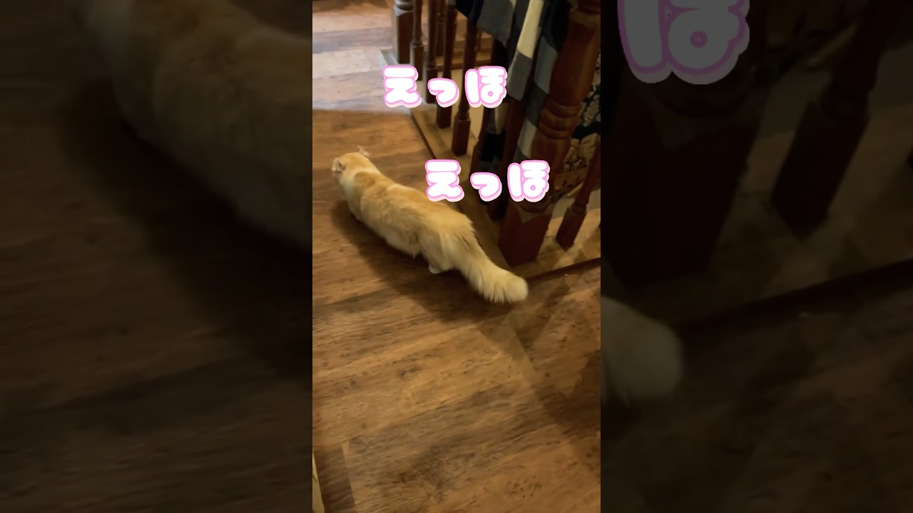 えっほのうた！ #猫 #キンカロー #マンチカン  #短足部 #cat