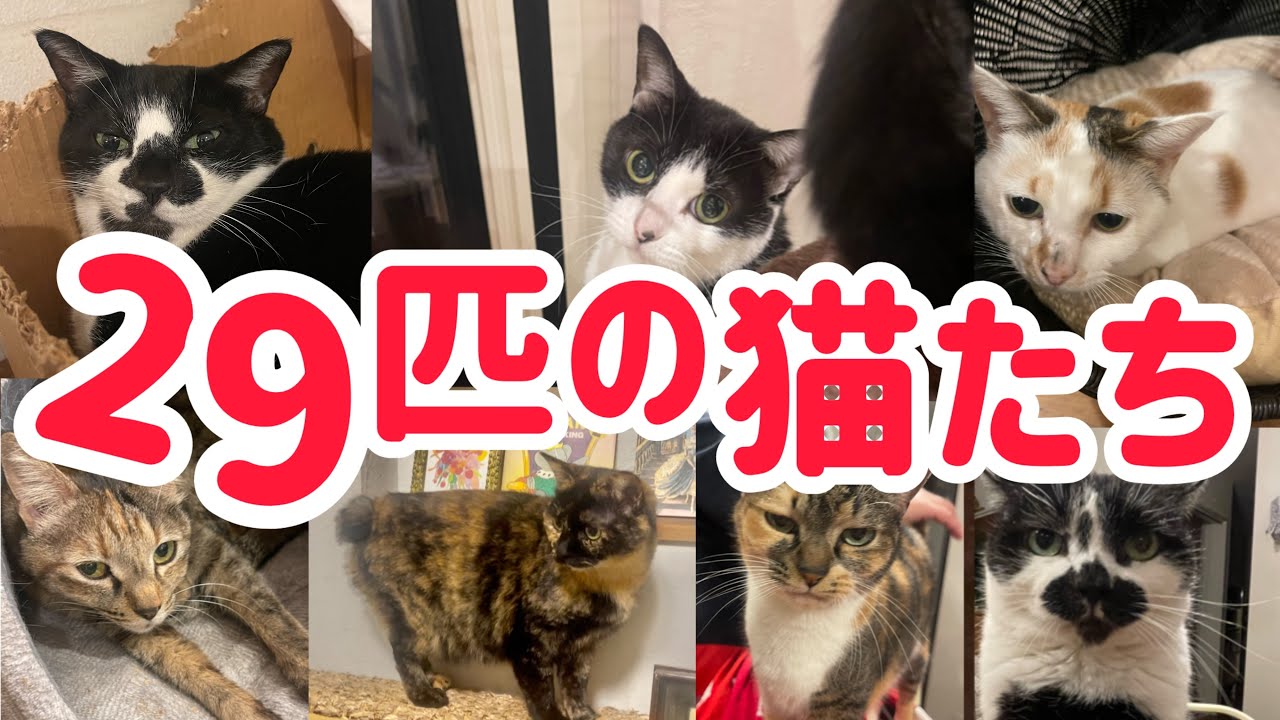 ①日本一保護猫が居る家‼️家族紹介