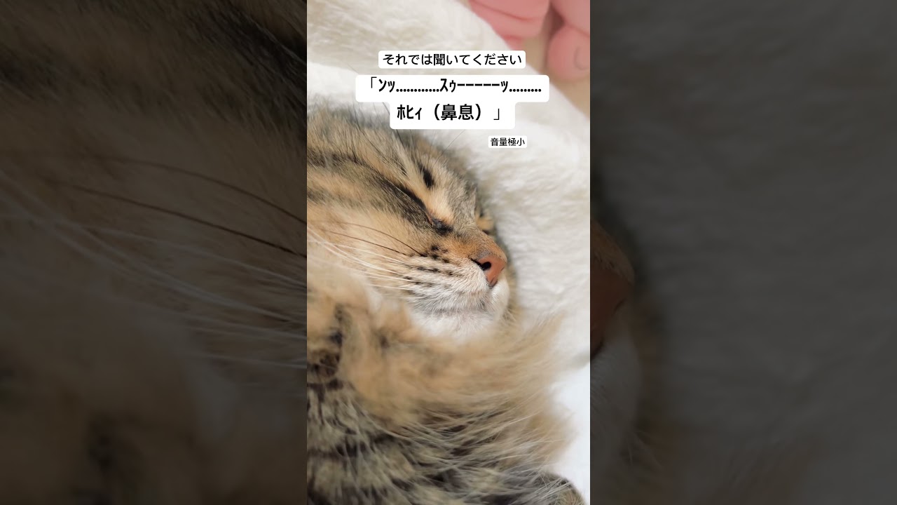 それでは聞いてください #猫 #サイベリアン #鼻息