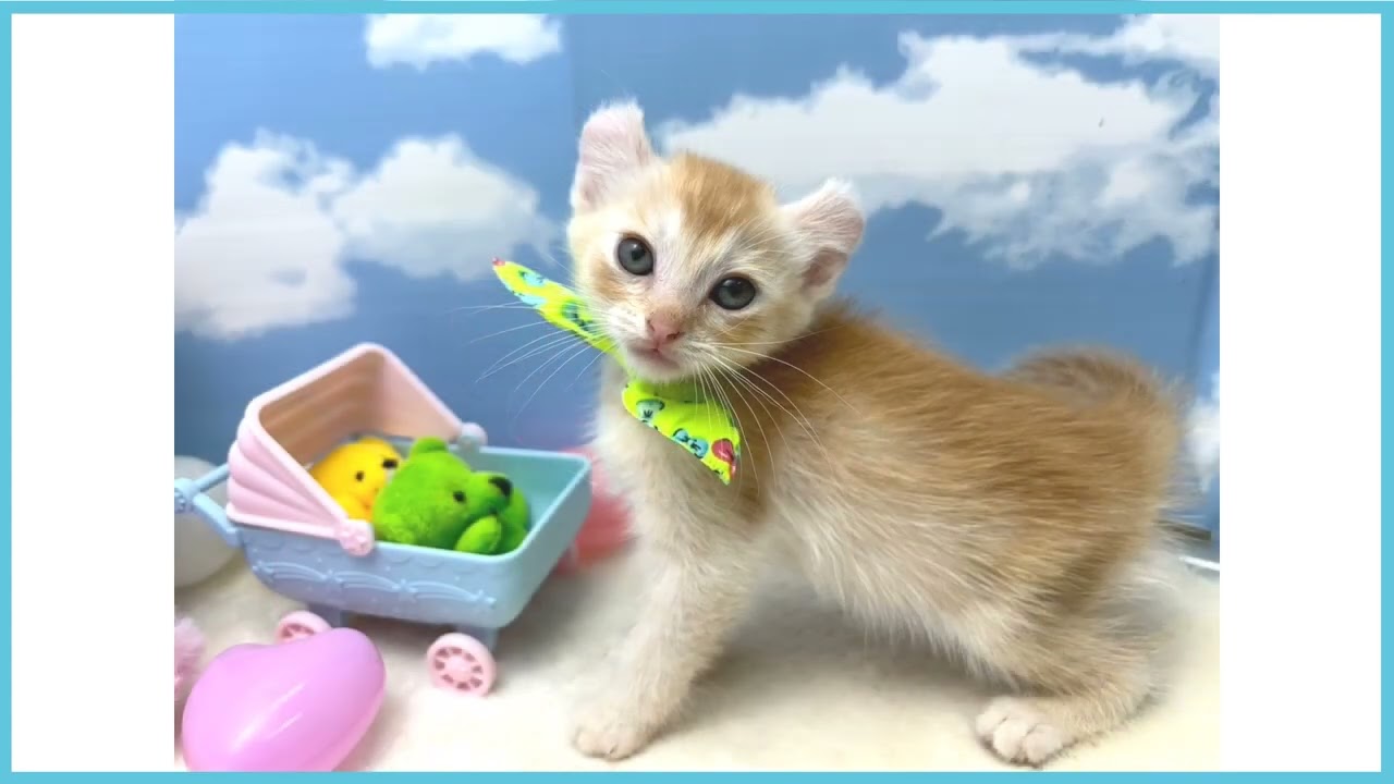 ペットショップCOO&RIKU  No00674158アメリカンカール