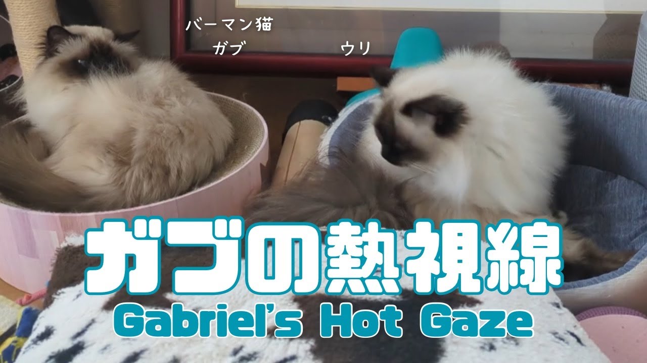 バーマン猫ガブとウリ【ガブの熱視線】Gabriel's Hot Gaze（バーマン猫）Birman/Cat