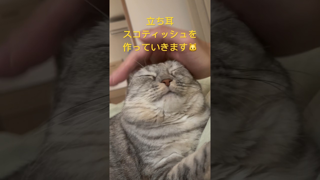 立ち耳スコティッシュフォールドの作り方🐈