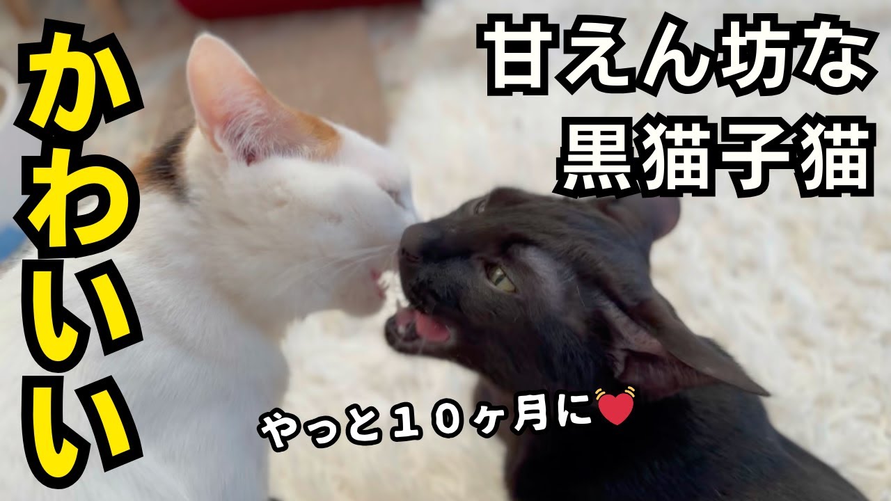 甘えん坊な黒猫子猫＆お姉ちゃん猫たちはやっぱりかわいい💓
