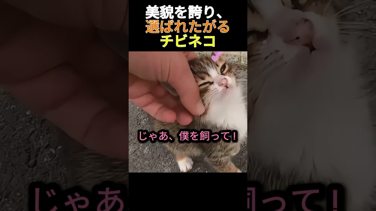 美貌を誇り、選ばれたがるチビネコ   #猫 #子猫 #動物 #野良猫 #猫好き