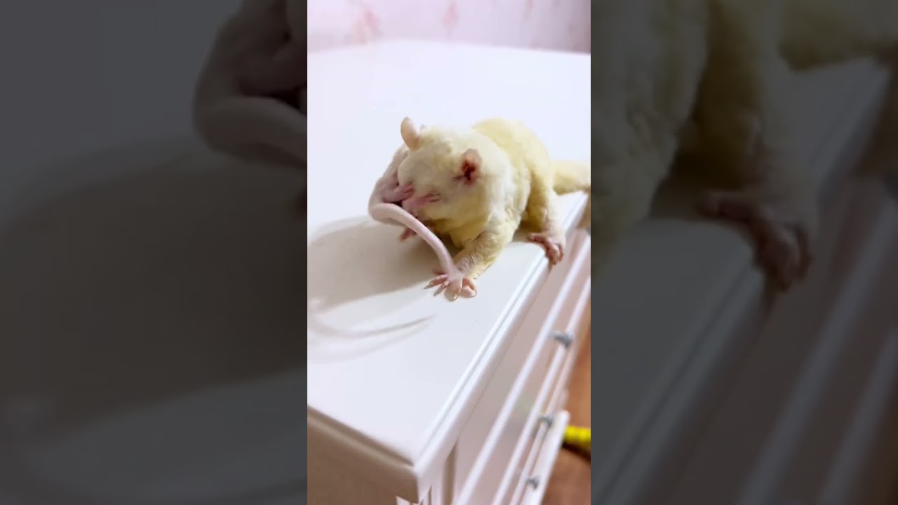 Come one by one#animals #cute #pets #funny #sugarglider #food #cat