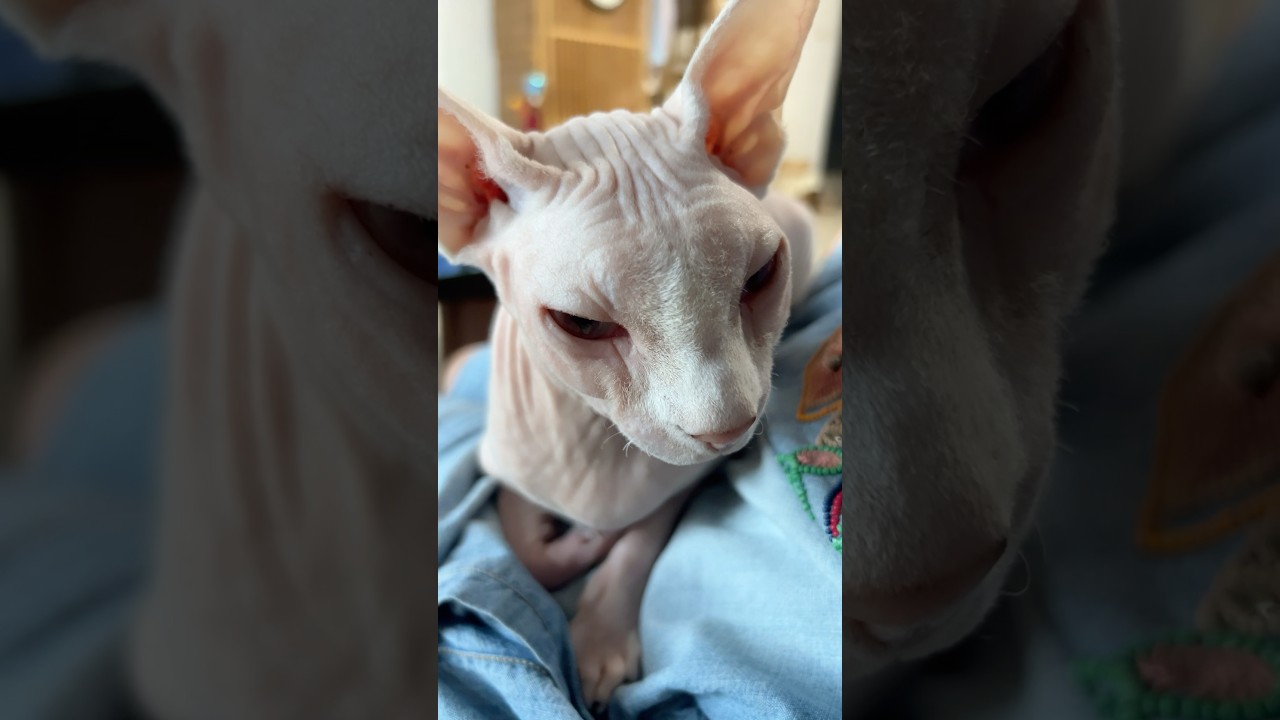 毛のない猫の可愛さが止まらねぇ【スフィンクス猫】