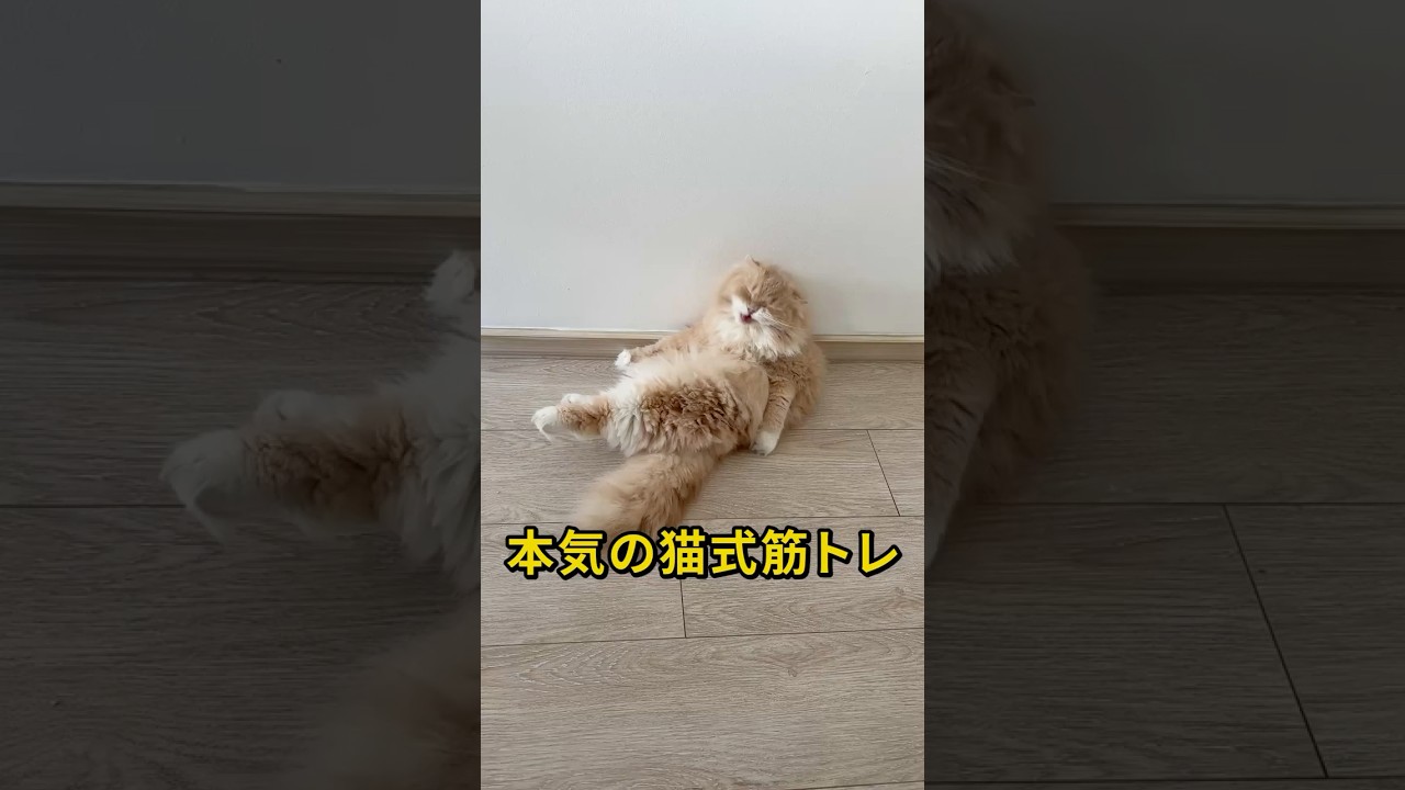本気の猫式筋トレ、始まる。（スコティッシュフォールド）#猫 #catshorts