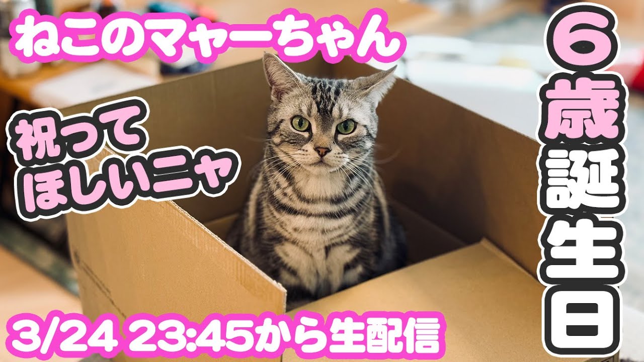 マャーちゃん6歳誕生日カウントダウン配信
