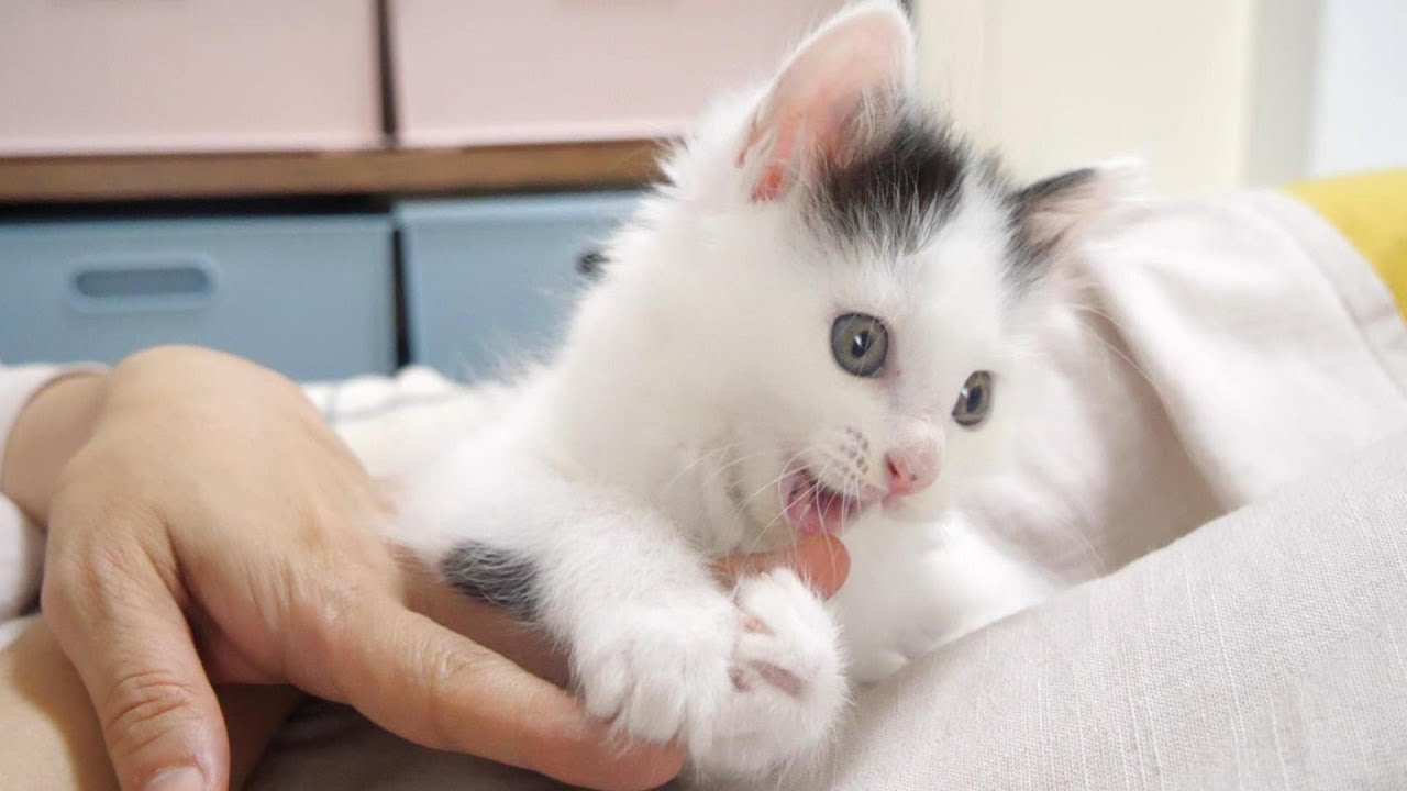 ママと遊んでる間にバスを子猫に乗っ取られてしまった子猫がびっくりした顔に【赤ちゃん猫　保護猫】