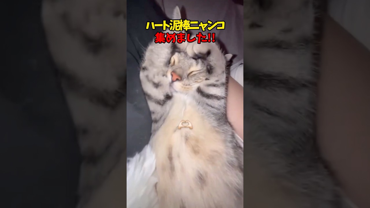 あなたの…心です！ #cats #cat #猫 #ねこ