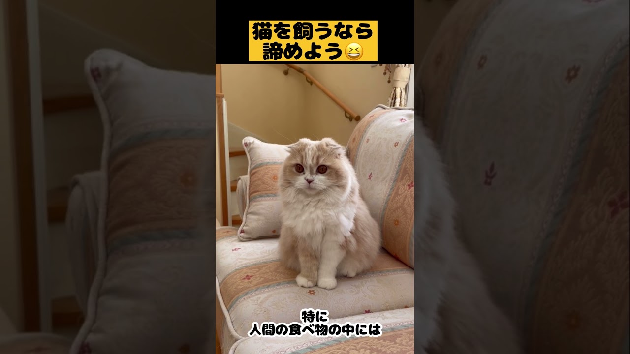 【猫を飼うなら諦めよう】#雑学#スコティッシュフォールド#猫あるある#猫かわいい#猫動画#猫おもしろい#Cat#Shorts