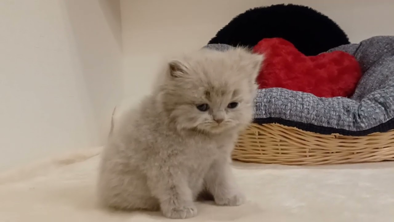 ブリティッシュショートヘア 癒し顔のブリ兄弟♡ライラックロング