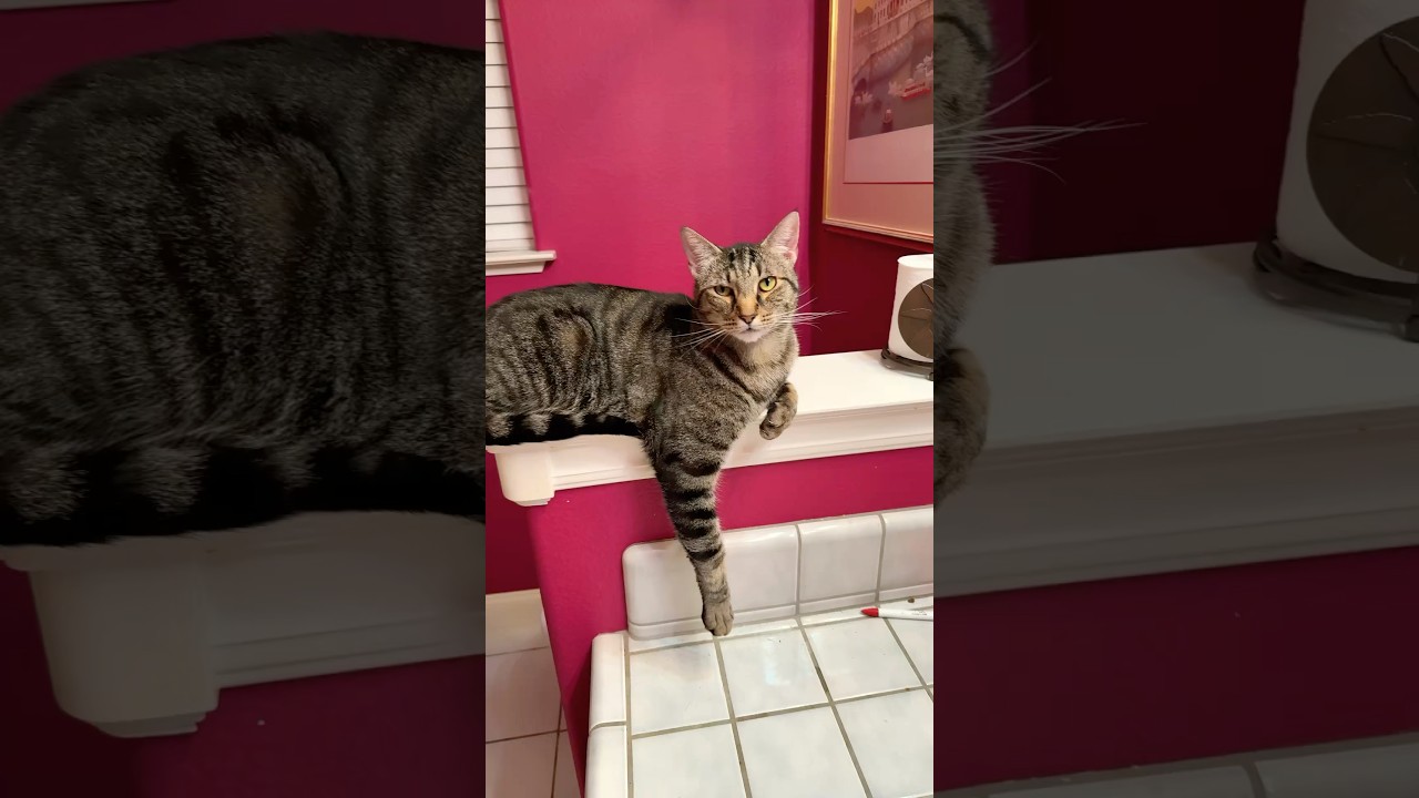 Look at this distinguished gentleman #cat #animals #funnyanimals #shorts #shortvideo