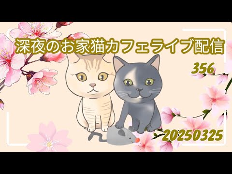 深夜のお家猫カフェライブ配信 ３５６