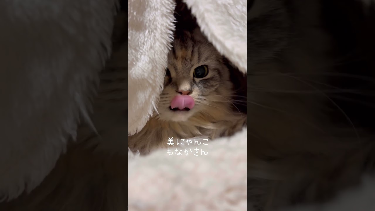 #スコティッシュフォールド のもなかさん🐱 #保護猫 #ねこ #猫のいる生活 #shorts #cat #猫動画 #squidgame