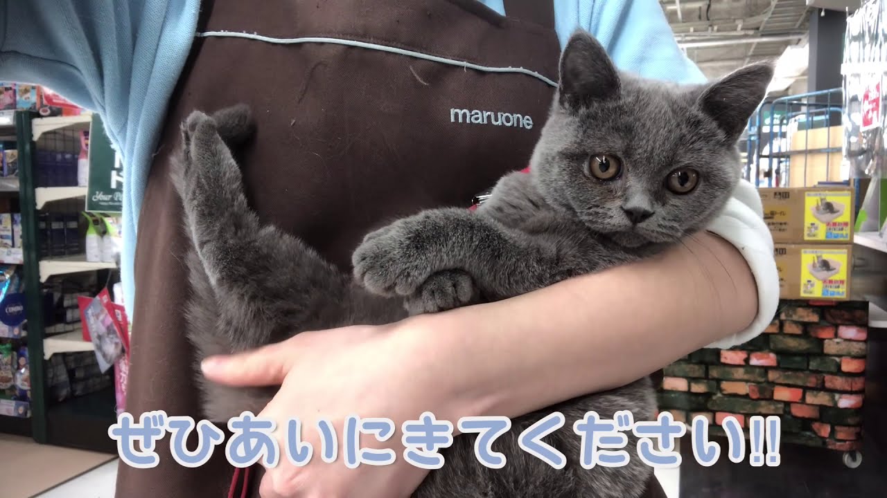 【ブリティッシュショートヘアー】甘えん坊の女の子♪【子猫】