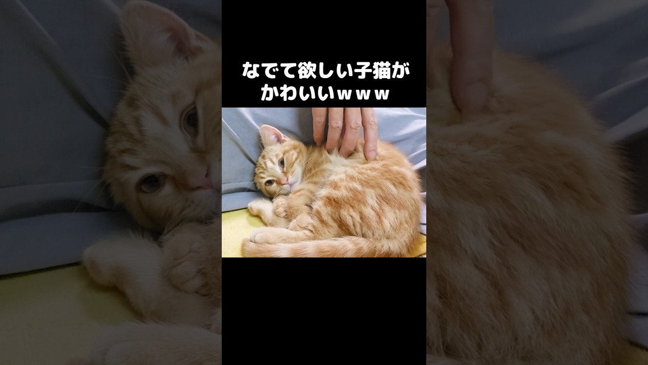 撫でるのを止めると子猫がこうなります...笑
