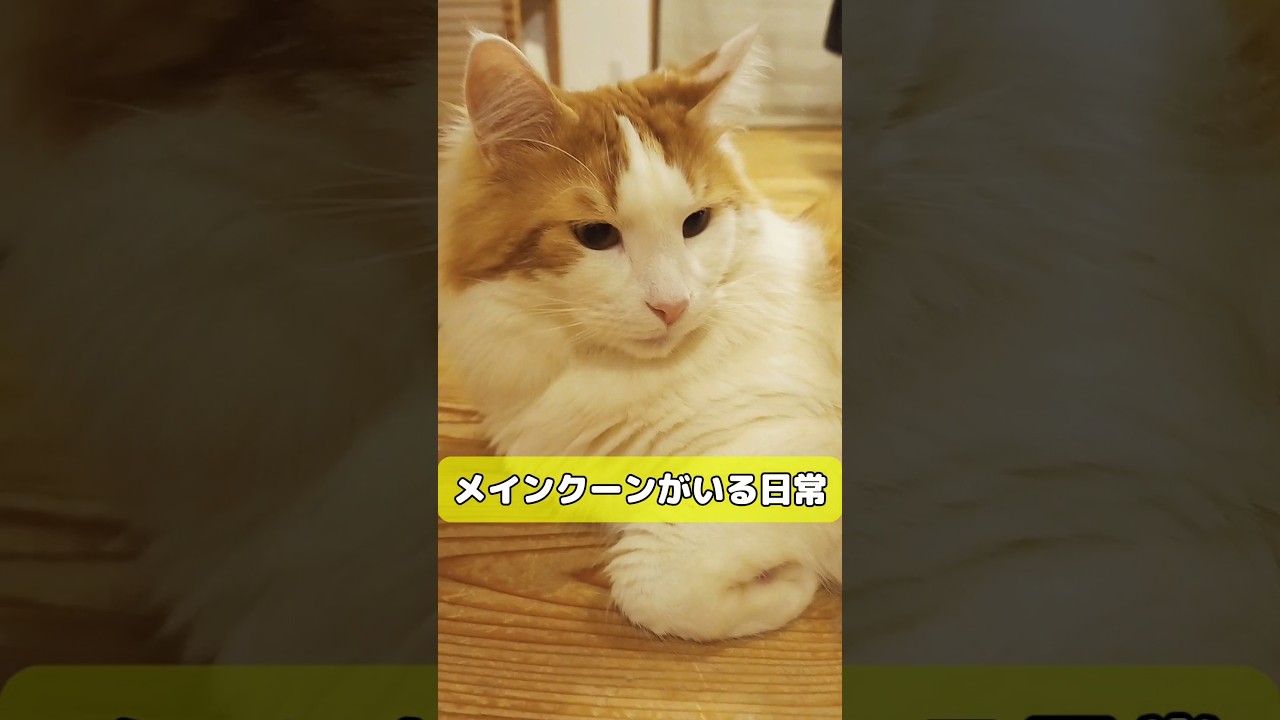 大型猫の手 #猫 #ねこ #メインクーン #cat #mainecoon #猫のいる暮らし