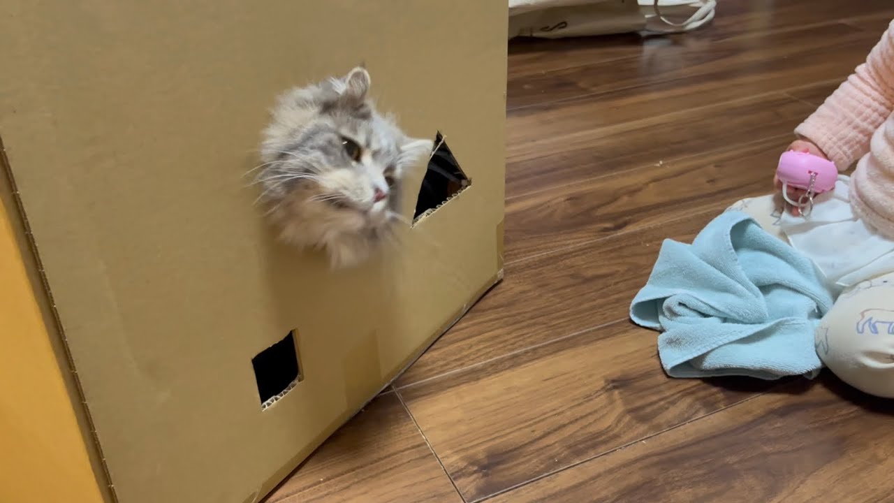穴に顔が引っかかり焦る猫　サイベリアン