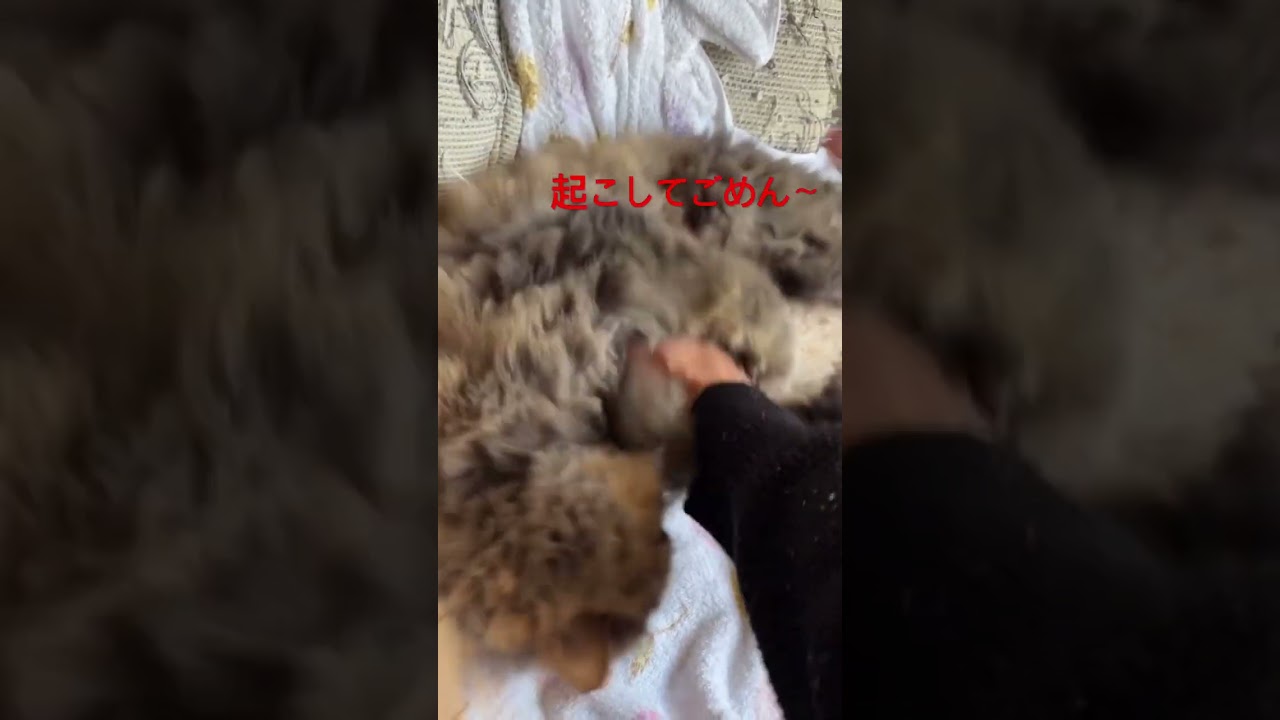 #ねこ #ねこ動画 #ねこのいる暮らし #ペルシャ#cat #jisoo