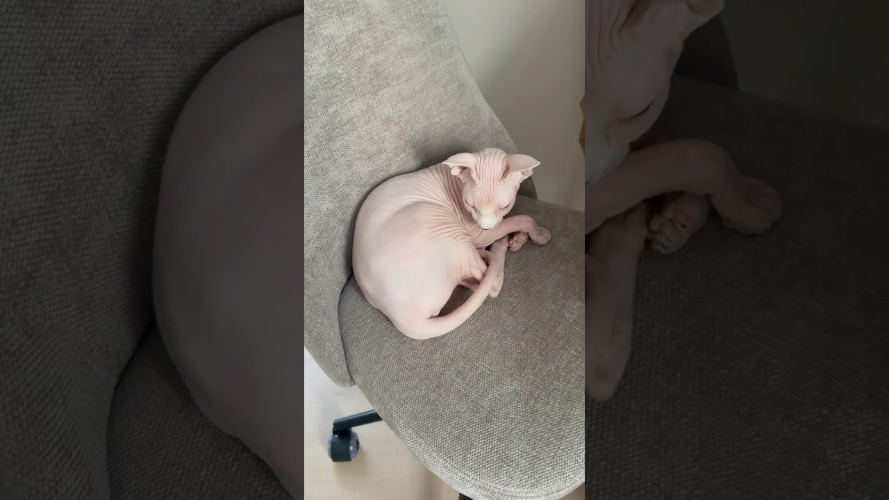 毛のない猫が最近お気に入りの椅子【スフィンクス】