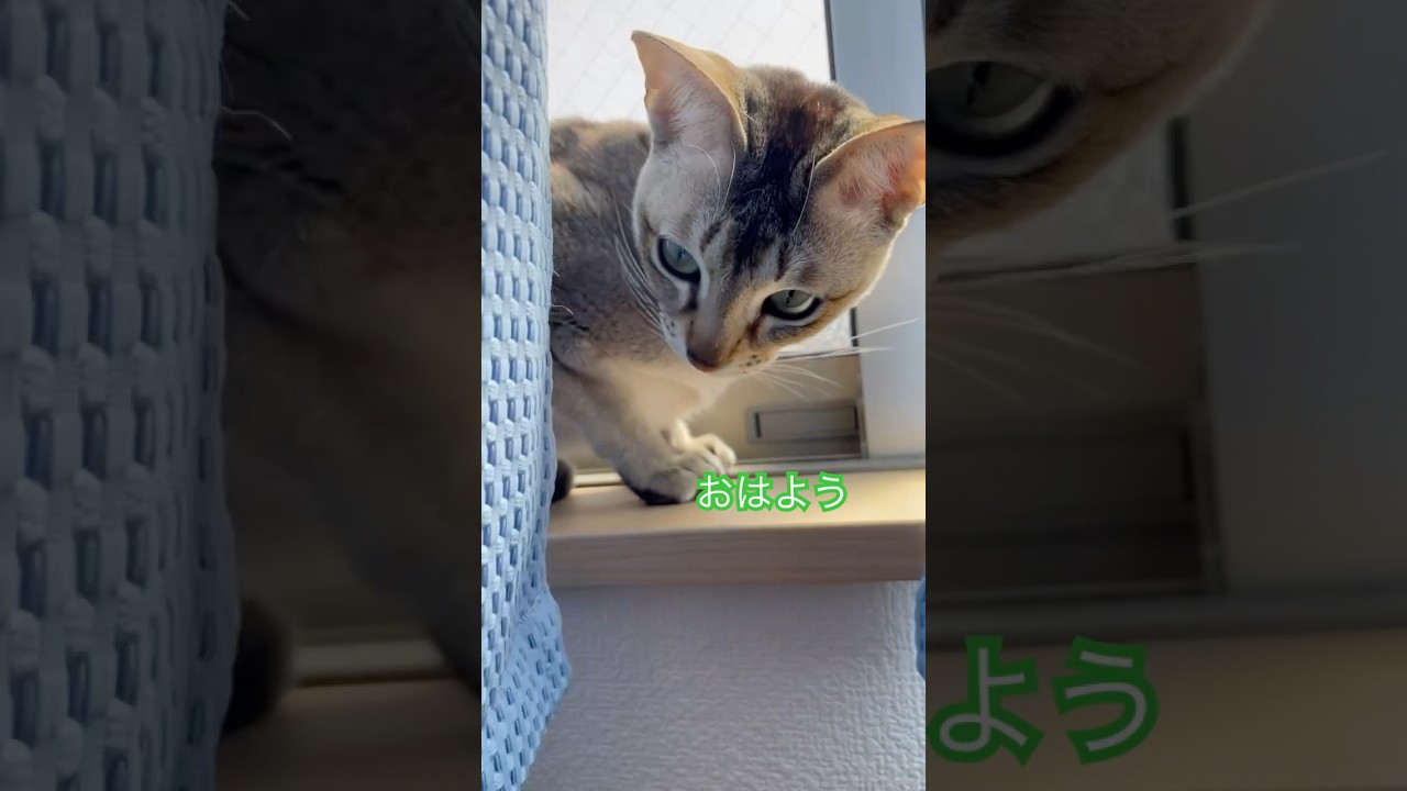 起こしにくる弟者　#シンガプーラ #猫のいるくらし