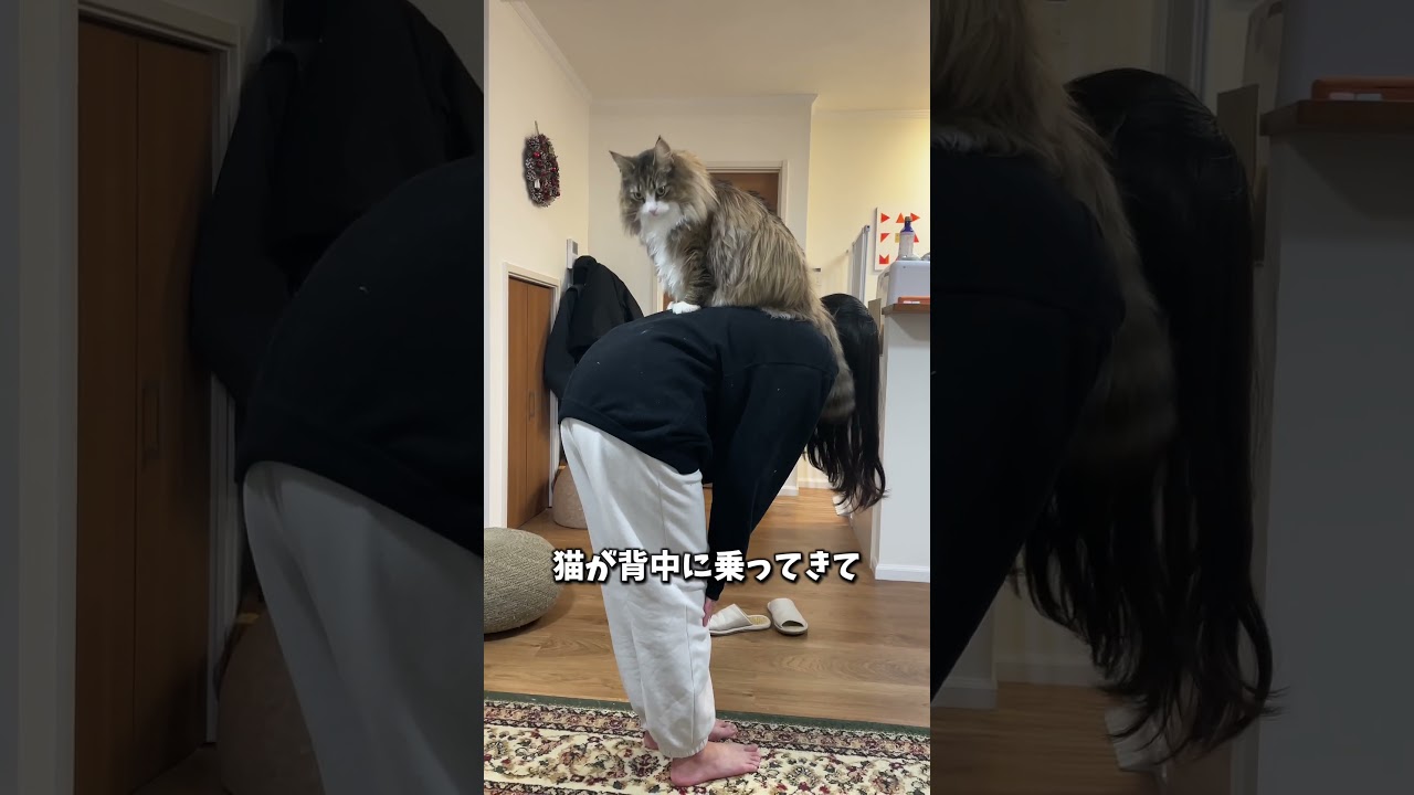 ノルウェージャンを飼うとやりがちなこと５選！　 #猫 #cat #ノルウェージャンフォレストキャット #ノルウェージャン #北欧猫