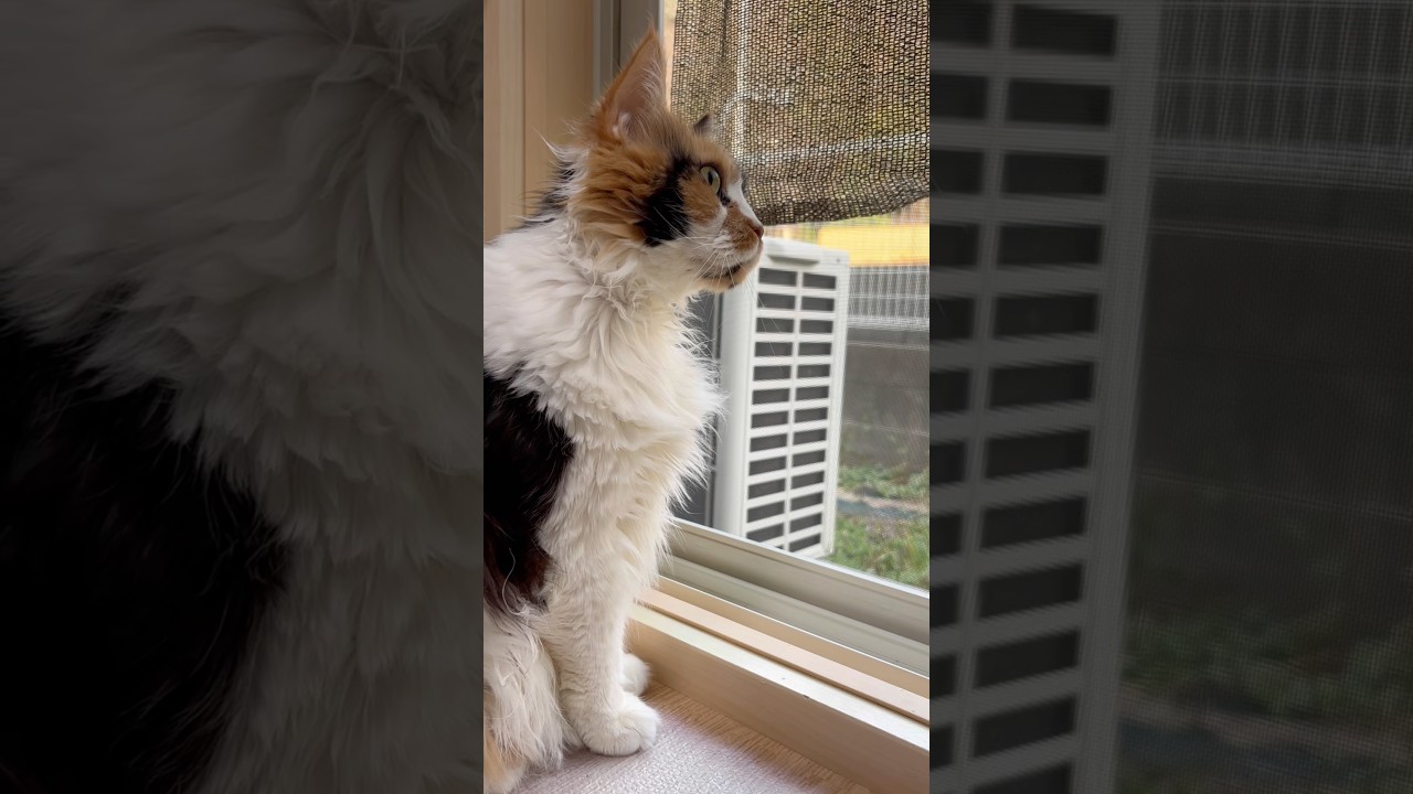 外を覗きこむパンク #cat #メインクーン