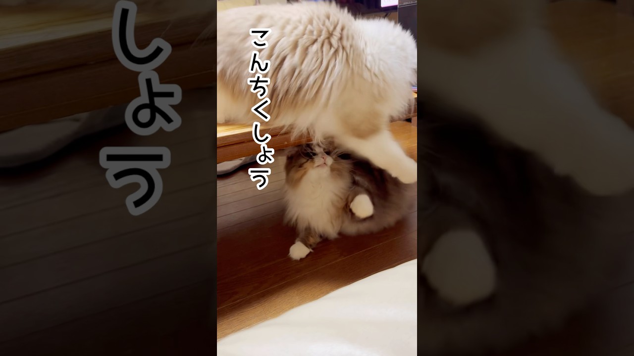 【猫の年功序列】#猫 #猫のいる暮らし #ラグドール #ノルウェージャンフォレストキャット #shorts