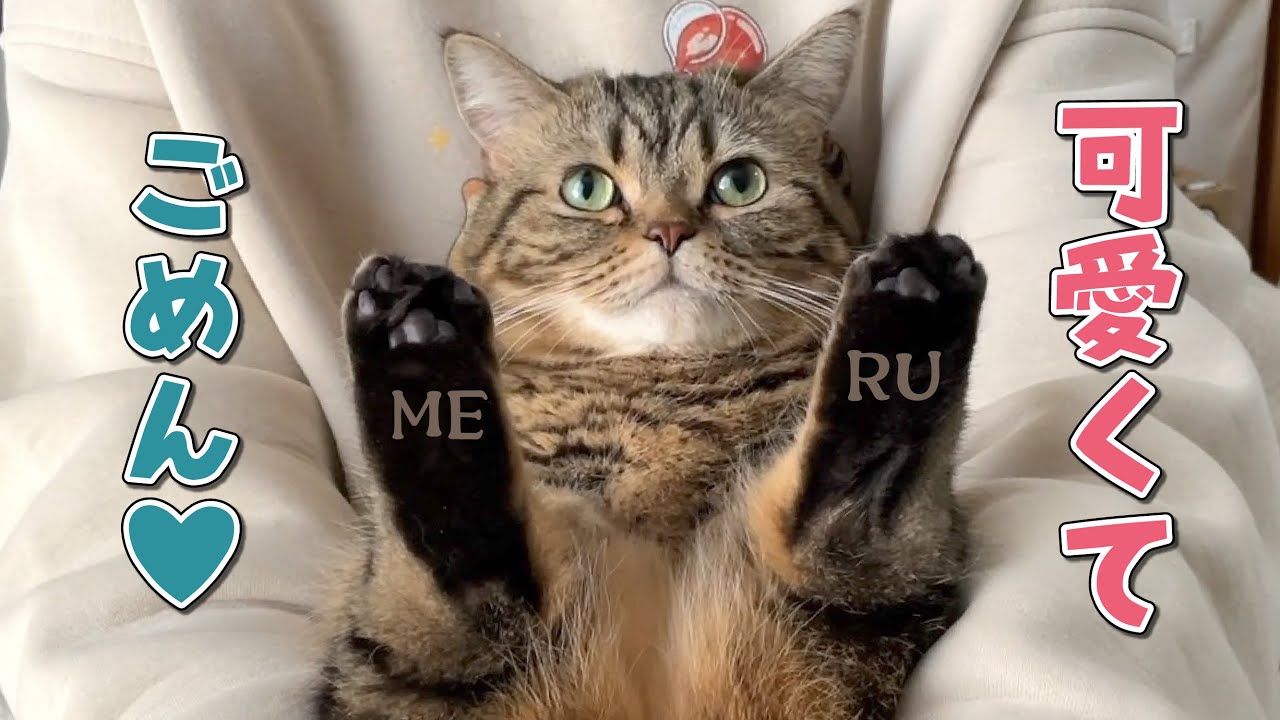存在してるだけで可愛すぎる罪な弟猫に困ってます…！