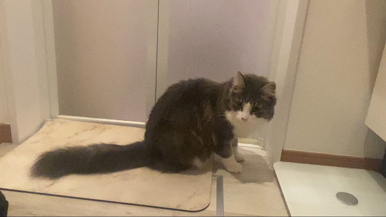 風呂早く上がって欲しい猫の様子NorwegianForestcat Cocochi
