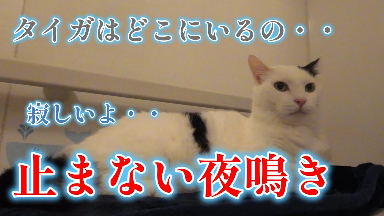 【自分の子供のように可愛がってきたタイガを亡くしてから３ヶ月】【フクちゃんは今日もタイガを捜します】★２０７回目★