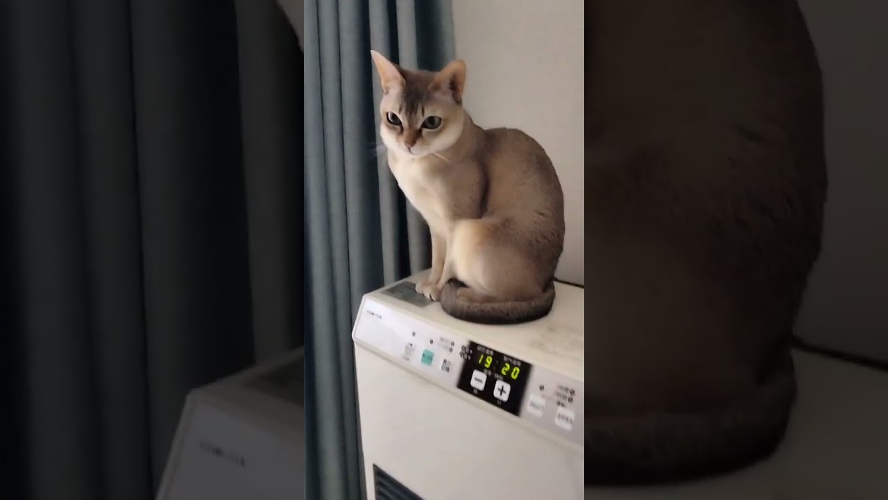 冬の定位置はストーブの上で過ごすシンガプーラ猫