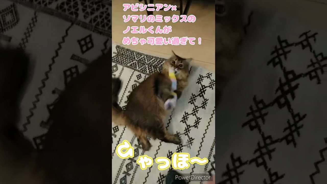 アビシニアン×ソマリのノエルくん