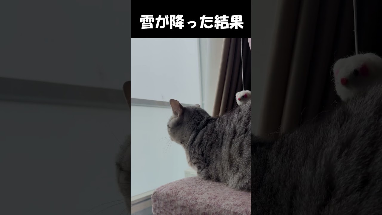 雪が降った結果　#猫 #ねこ #マンチカン #短足マンチカン#ねこのいる生活  #cat #munchkin