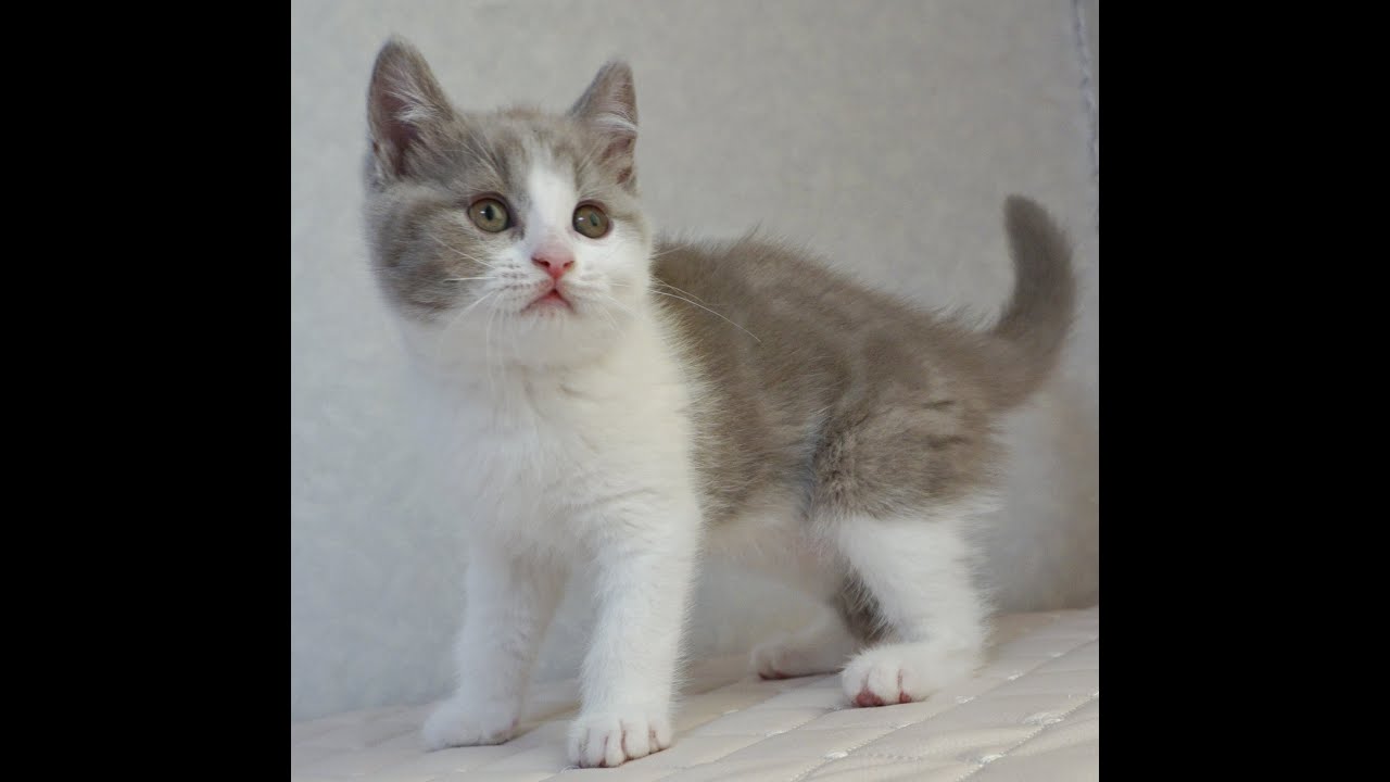 ブリティッシュショートヘアー子猫　British Shorthair　2025.1.21産まれ　ライラック＆ホワイト　男の子　シーダキャット猫のお店