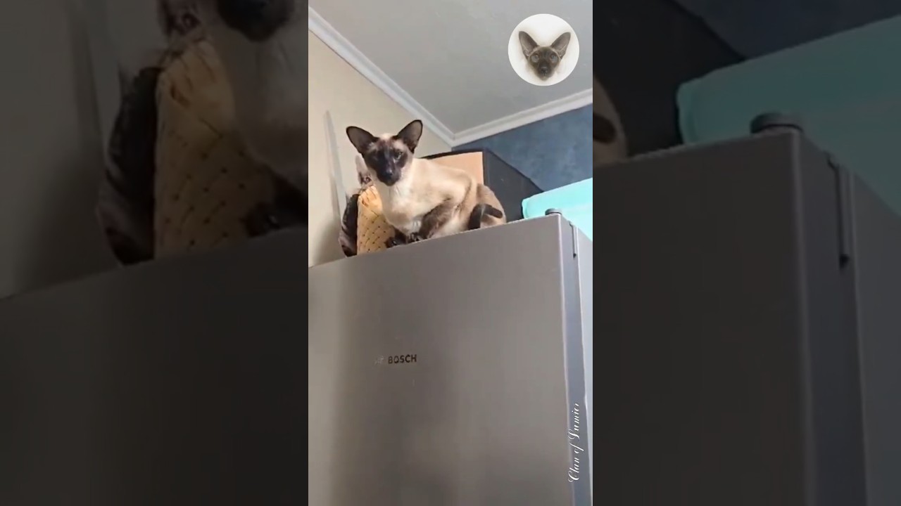 Being alone in kitchen? It's unbelievable for our cat family 😂😊😂 cats in kitchen | oriental cats 😊