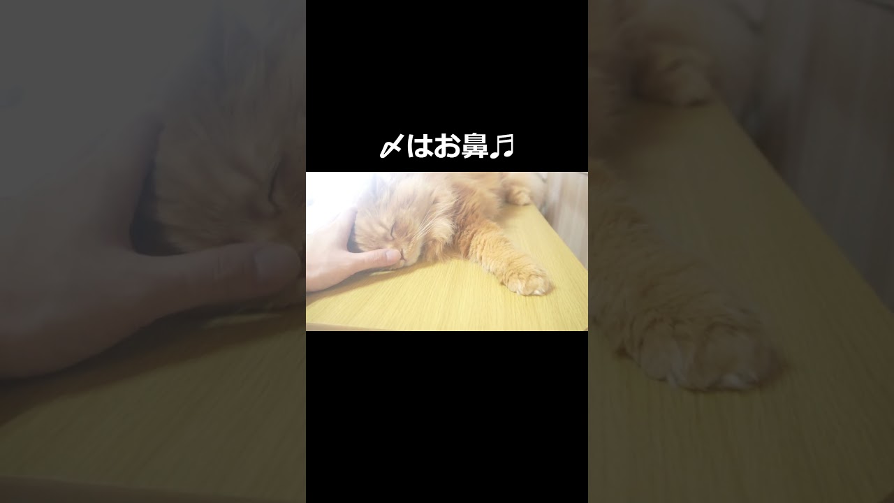 【猫】ふうちゃんを寝かすスイッチ！#ねこ #ラガマフィン #可愛い #猫のいる暮らし #ねこあるある#猫あるある