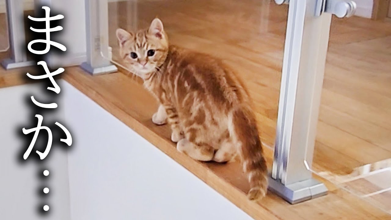 夜中に子猫が消えるので後をつけたらとんでもない場所に秘密基地を...