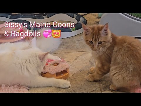 Sissy's Maine Coons & RagDolls on a Lazy Day.   @sissysfarm