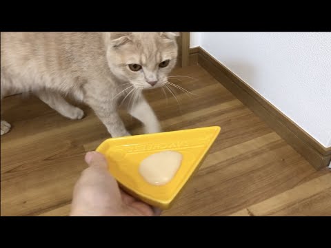 【おやつ】だいすきとろリッチのさけ味たべてみた！【スコティッシュフォールド】