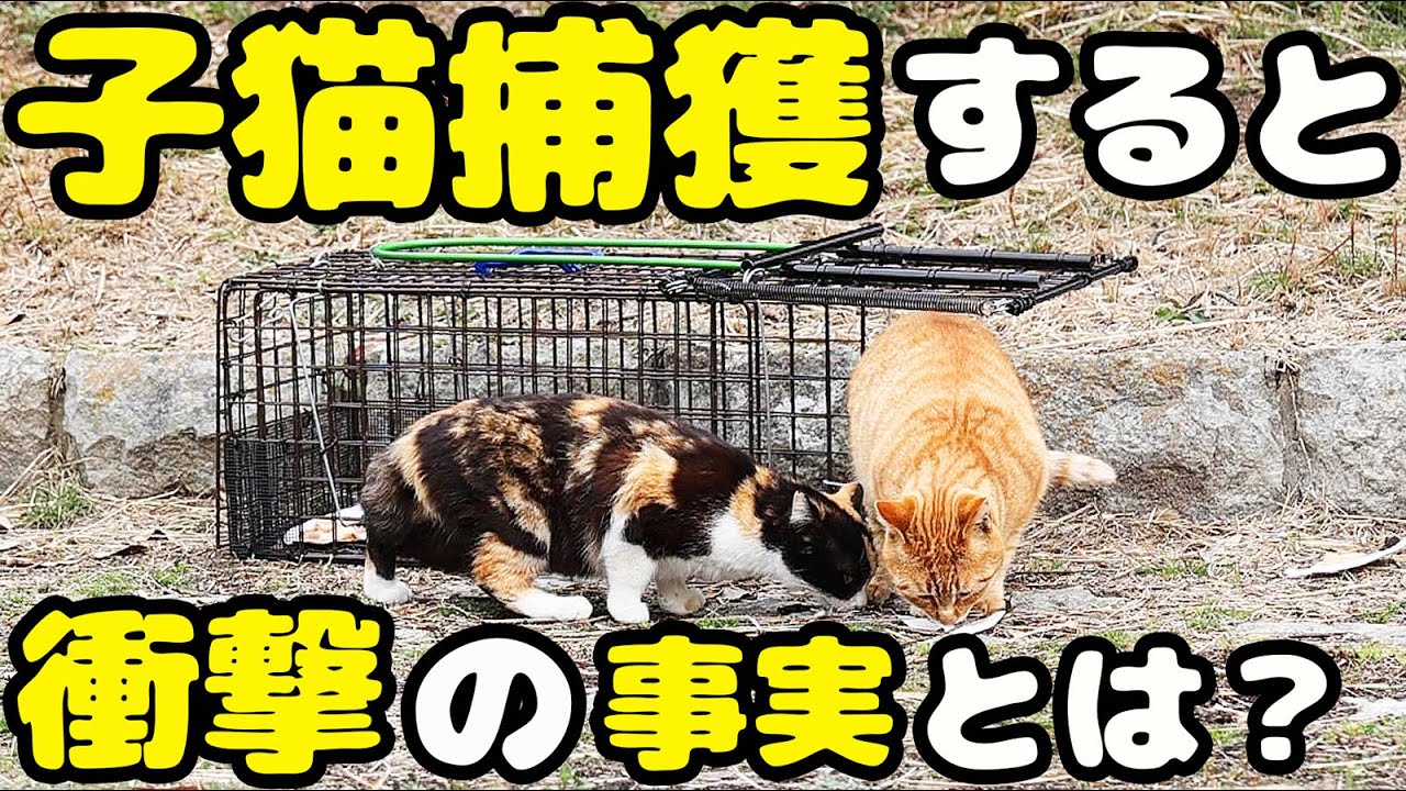 子猫が子猫を４匹妊娠 さくらと名づけました